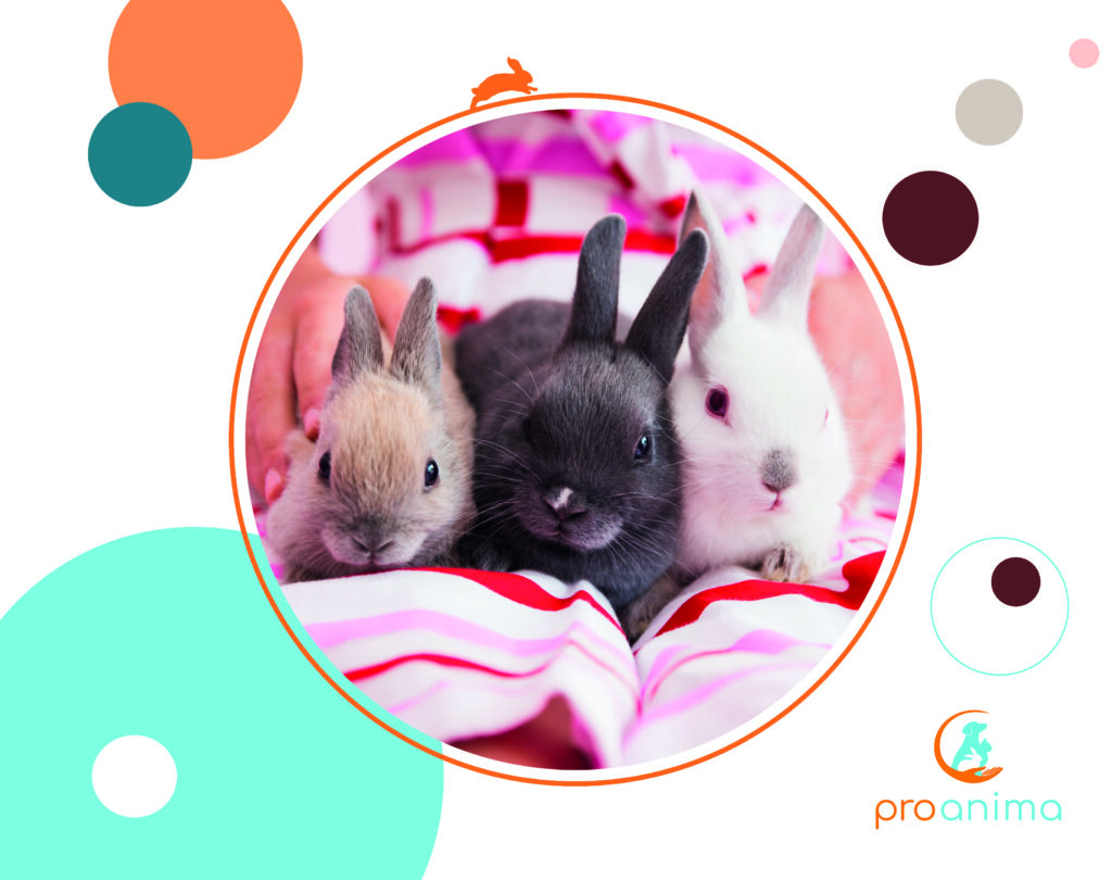 Un calendrier au profit des animaux