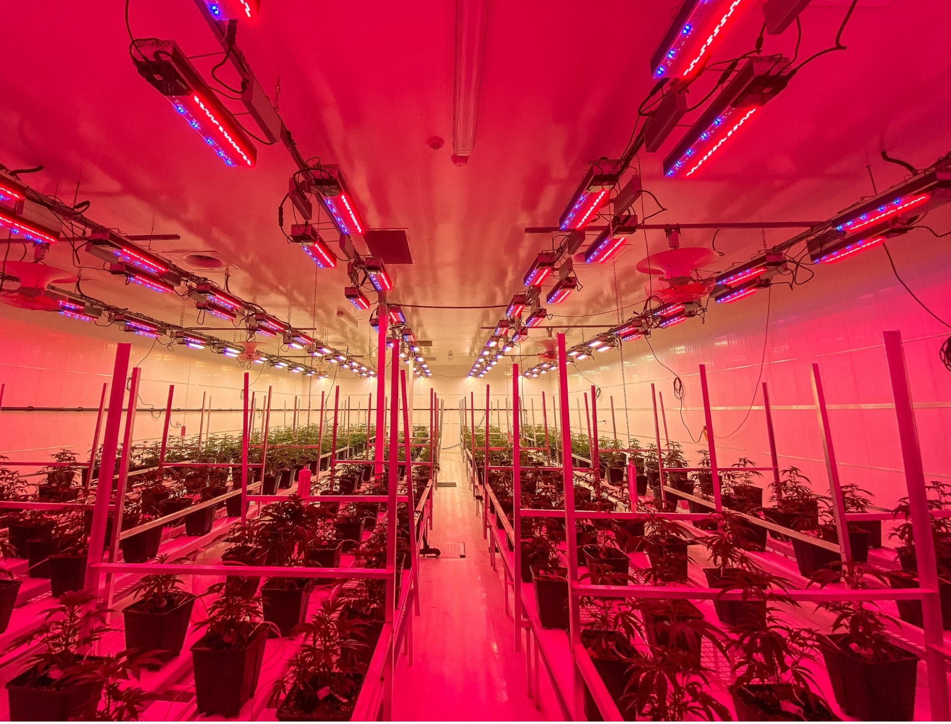 Cheers Cannabis à Varennes: une production de cannabis unique en son genre