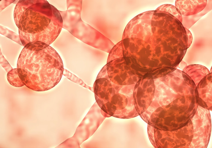 Information concernant l’éclosion au Candida auris à l’Hôpital Pierre-Boucher