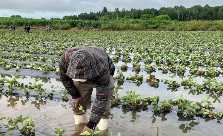 Météo désastreuse et programmes d’aide inadéquats : les producteurs agricoles éclament un soutien d’urgence