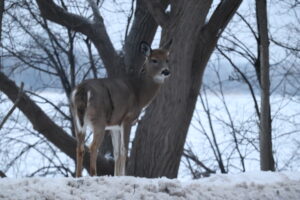 121 chevreuils sont morts sur les routes de Longueuil depuis 5 ans