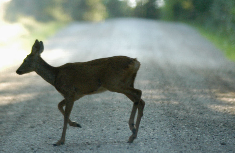 Présence hâtive de la grande faune: appel à la prudence