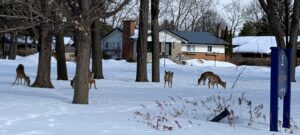 Problème de surabondance de cerfs à Boucherville : le maire Martel contre la chasse à l’arbalète mais plutôt en faveur de la stérilisation des femelles
