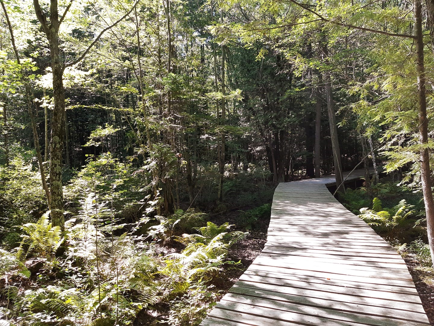 Contrecœur veut protéger sa biodiversité et son couvert forestier