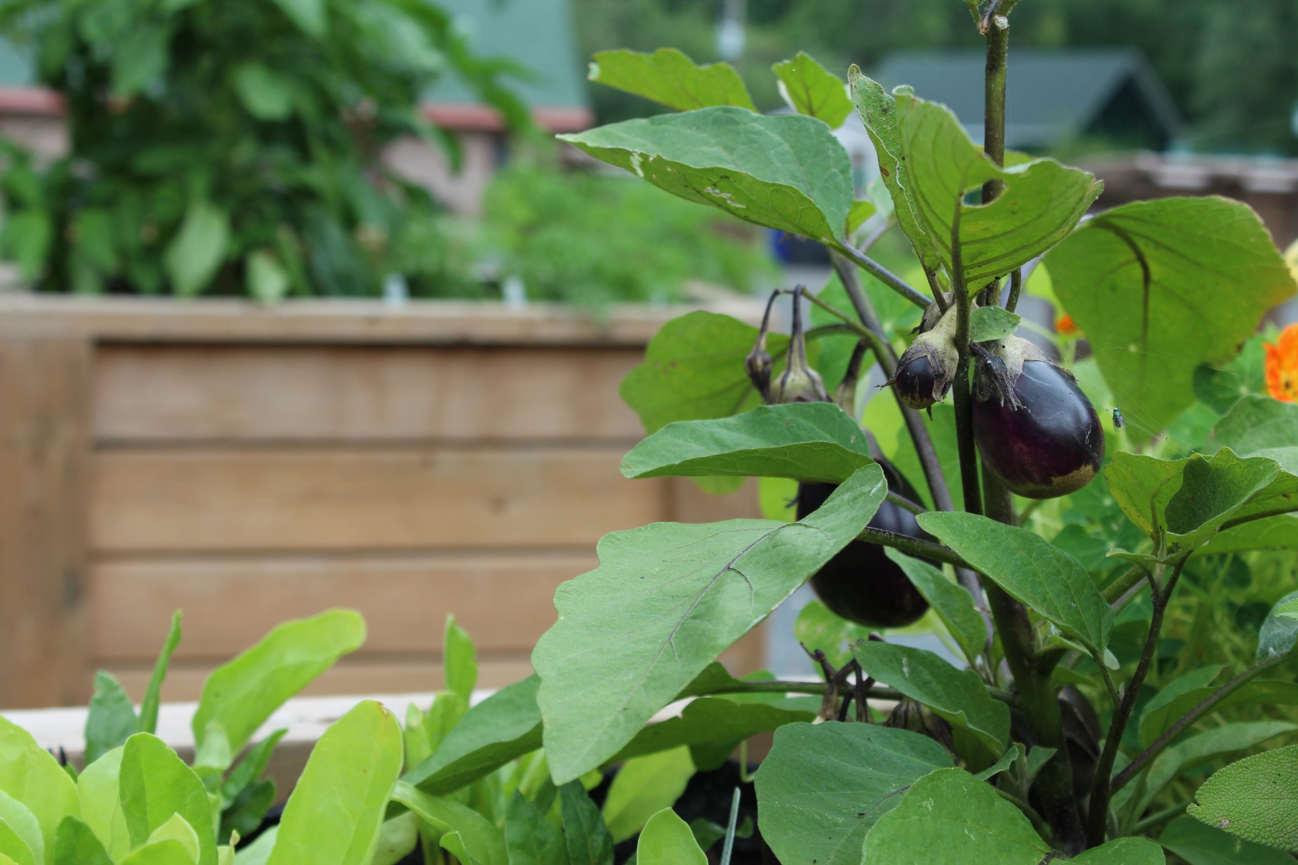 Contrecoeur en voie de devenir une ville nourricière