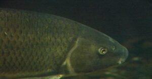 Entente entre l’APM et l’UPA: des mesures pour protéger et valoriser le principal lieu de reproduction du chevalier cuivré