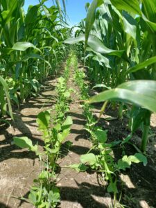 Les Producteurs de grains de la Montéégie lancent un nouveau projet en faveur de la santé des sols