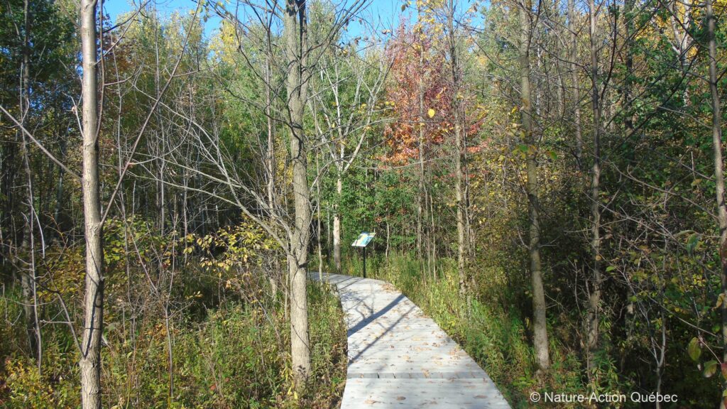 Les nouveaux sentiers publics au boisé Du Tremblay sont ouverts depuis maintenant six mois: l’heure est au bilan
