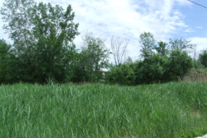 La Ville de Boucherville acquiert un terrain boisé voisin de l&rsquo;immeuble Caleo