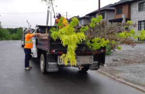 Jour de la Terre : distribution gratuite de 200 arbres à Contrecœur