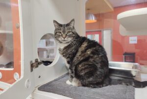 Adoptez un chat sénior a des avantages