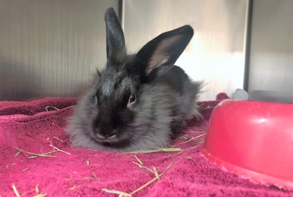 Lapin trouvé errant cherche famille