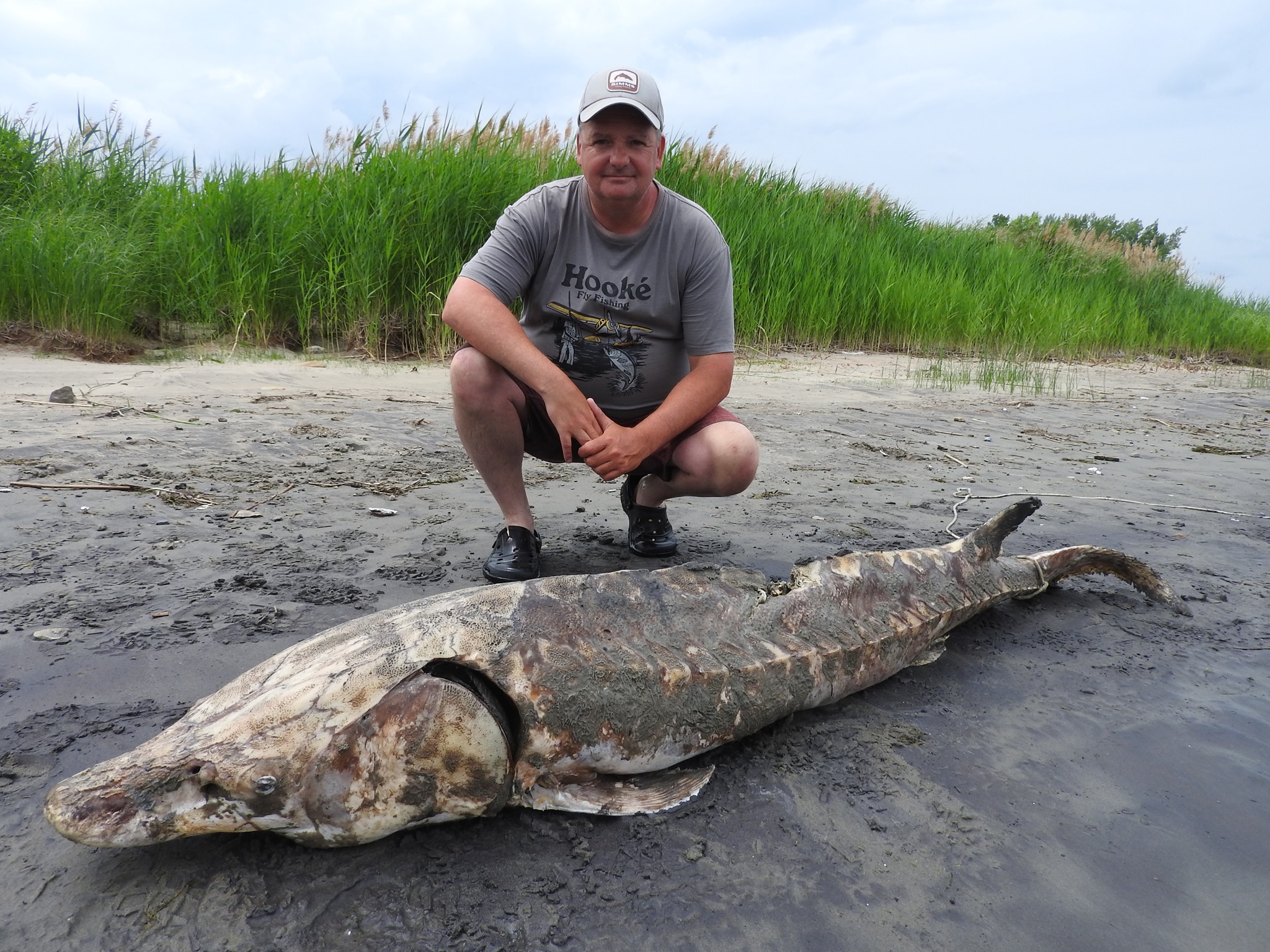 Un esturgeon de 228 cm découvert à Verchères