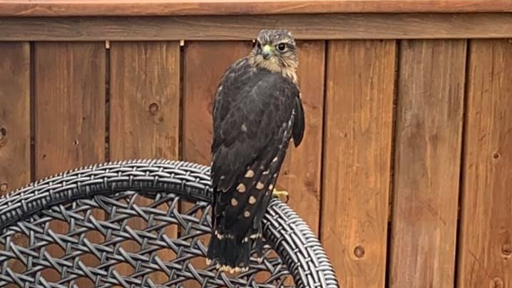 Un faucon émerillon sauvé de la noyade par une ésidente de Sainte-Julie