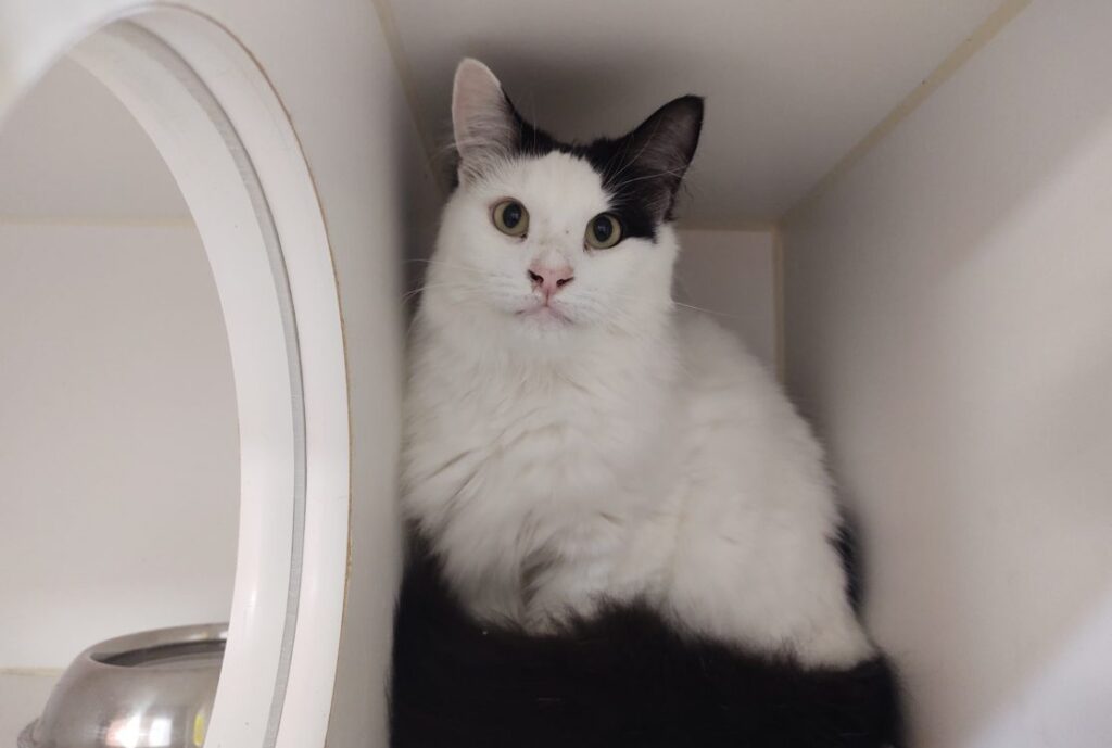 Félix le chat se cherche une famille