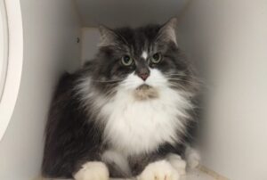 La vieille Fifille se cherche une nouvelle famille