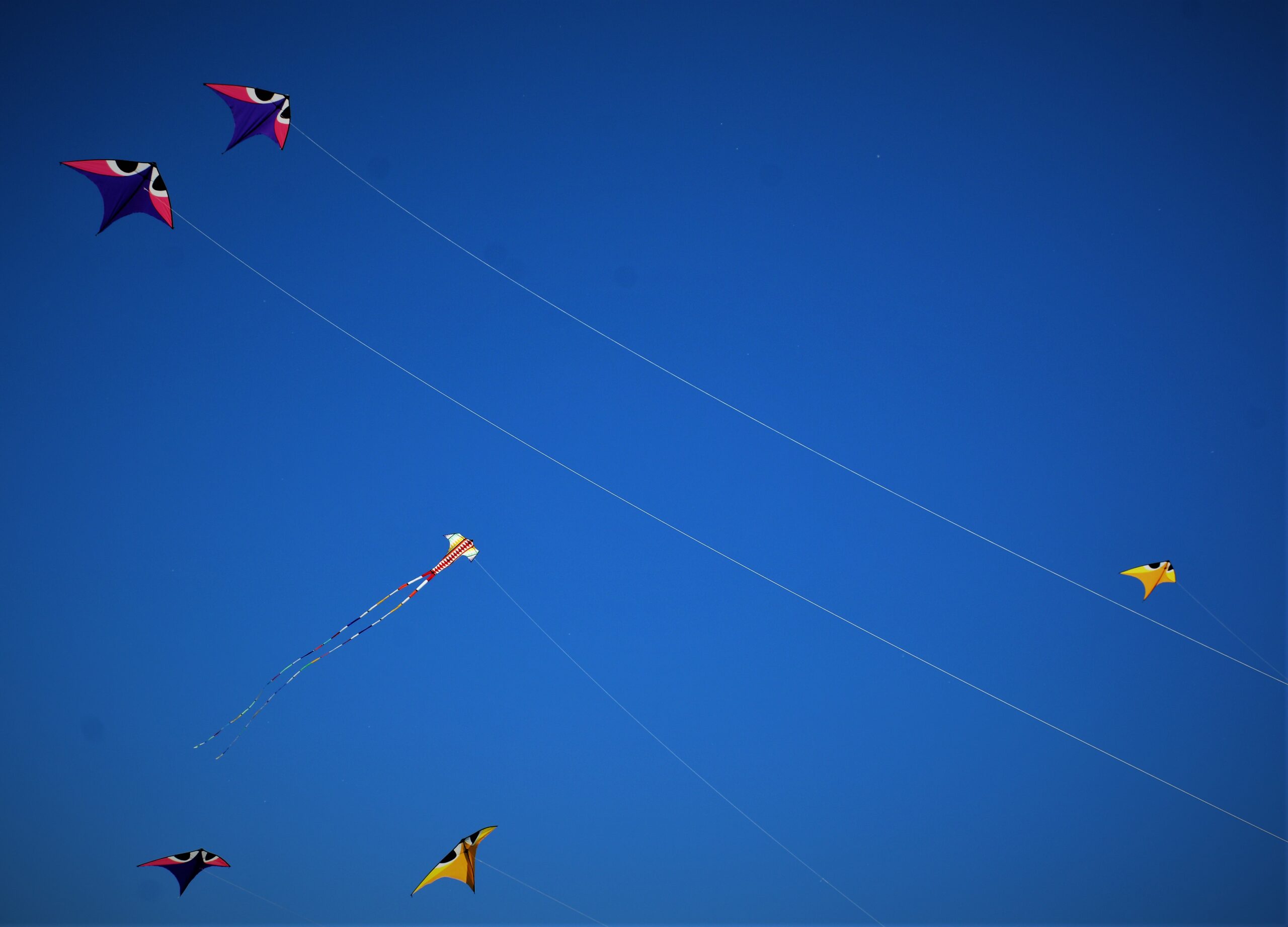 Le soleil était au rendez-vous à La fête des cerfs-volants