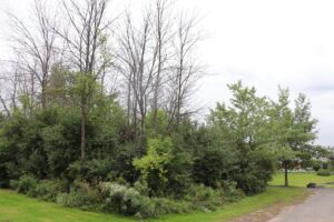 500 frênes seront remplacés par 600 arbres dans 4 parcs