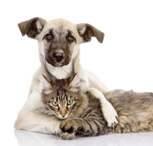 Proanima annonce un nouveau partenariat avec 1st Choice Nutrition