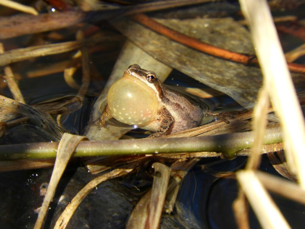 Un autre habitat de la rainette menacé à Longueuil