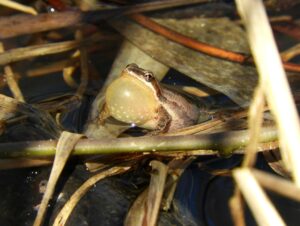 Un autre habitat de la rainette menacé à Longueuil