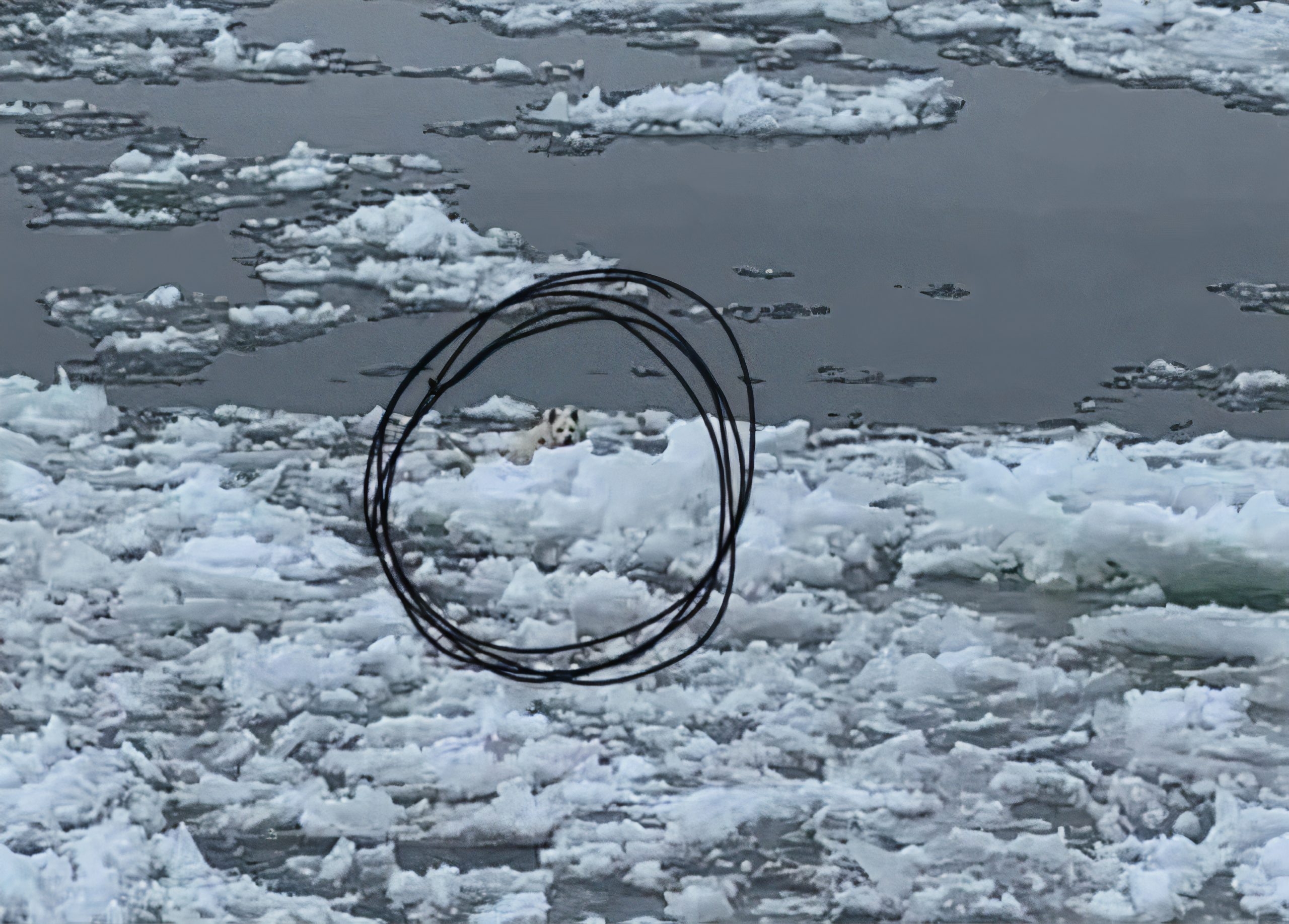 Cerfs, chiens et marcassins: Quand le fleuve devient un danger pour les animaux