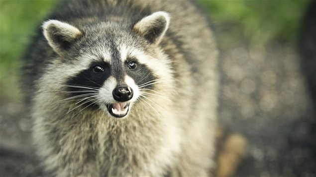 Lutte contre la rage du raton laveur – Opération de vaccination des animaux sauvages en Montéégie