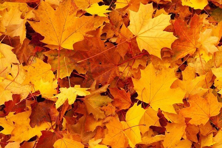 Les citoyens de Sainte-Julie pourront utiliser des bacs roulants de 240L et de 360L pour les collectes de feuilles, chaume et brindilles