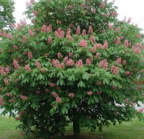 Une vente d’arbres à prix éduit le 12 avril pour les citoyens julievillois