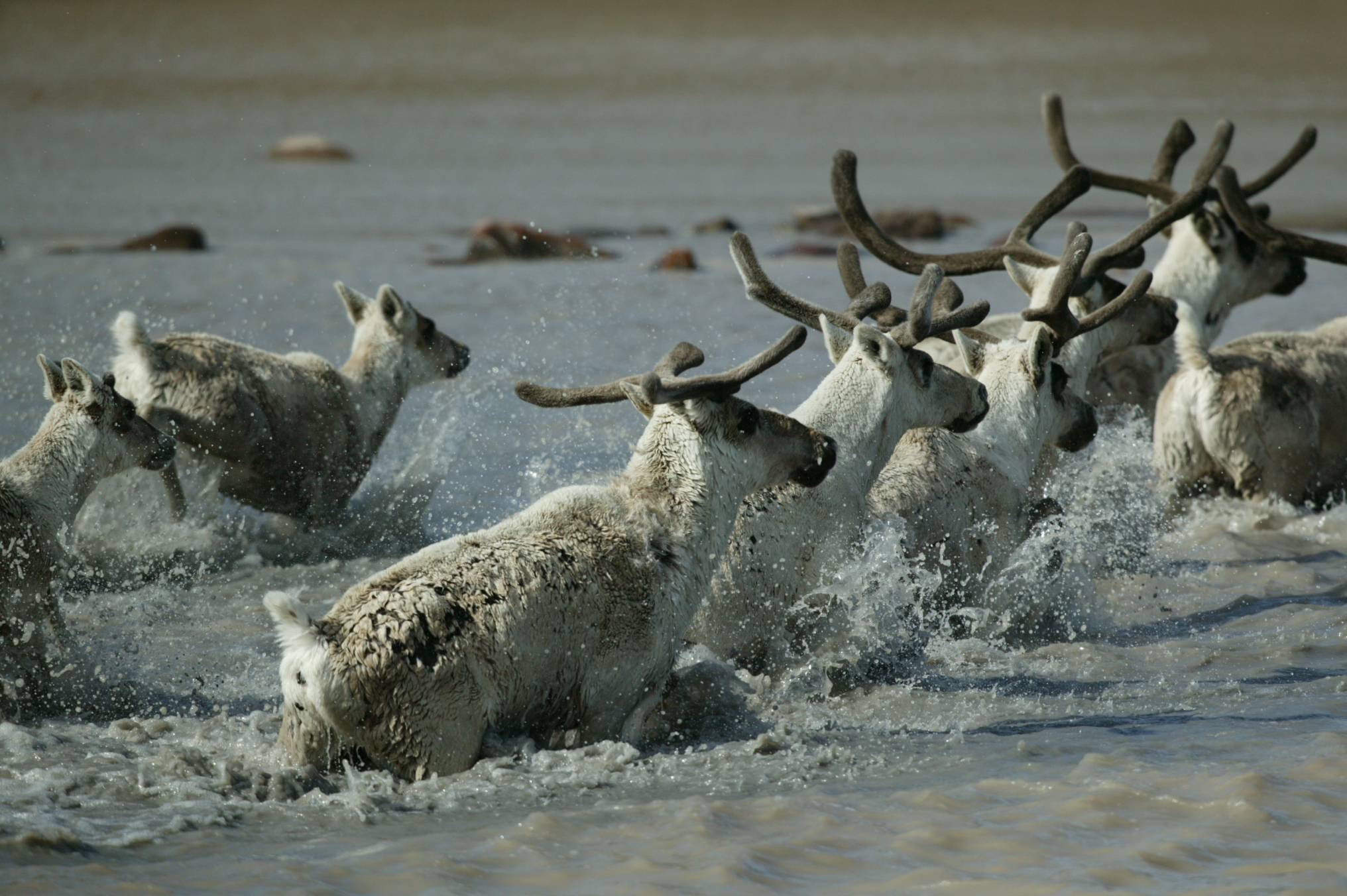 Boucherville est la première ville participante : le Plan Nous est une expédition au Nunavik pour gourmands d’aventures!