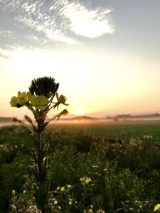 Le Forum égional Agriclimat: préparer l’adaptation des fermes aux changements climatiques