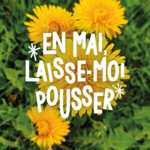 Pissenlits à Sainte-Julie et Varennes: en mai laissez-les pousser