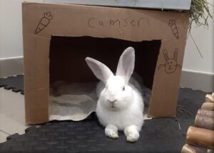 Abandons d’animaux exotiques : Proanima déborde!