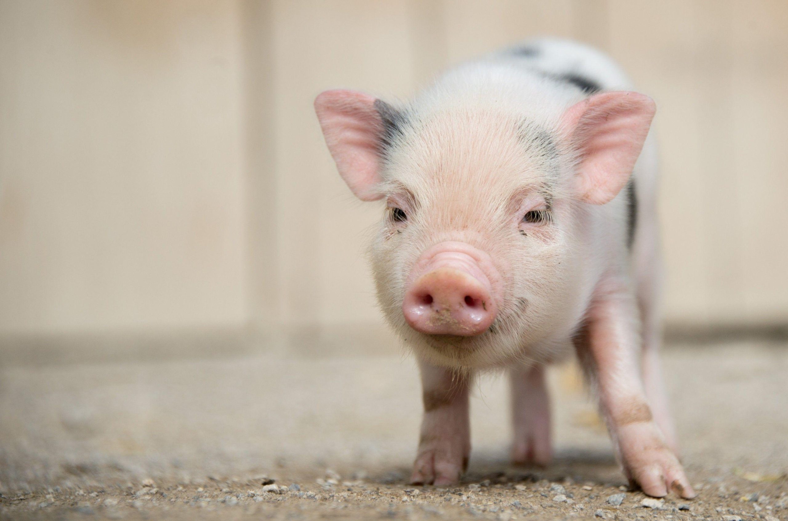 Même les cochons miniatures devront dorénavant avoir leur médaille, à Sainte-Julie