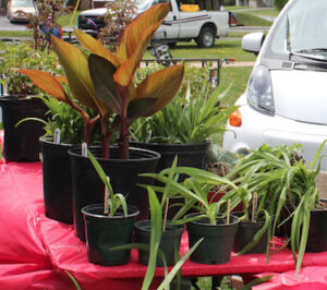 Soulignez l’arrivée des belles journées avec une nouveauté sur votre terrain!