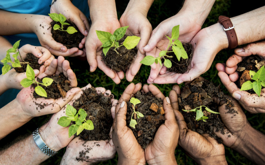 Un sol québécois plus vert : plus de 52 M$ pour la plantation d’arbres