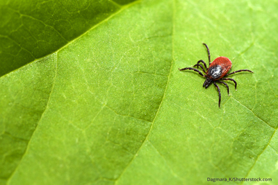 Maladie de Lyme : Sainte-Julie en zone rouge, Saint-Amable et Contrecœur en secteur jaune