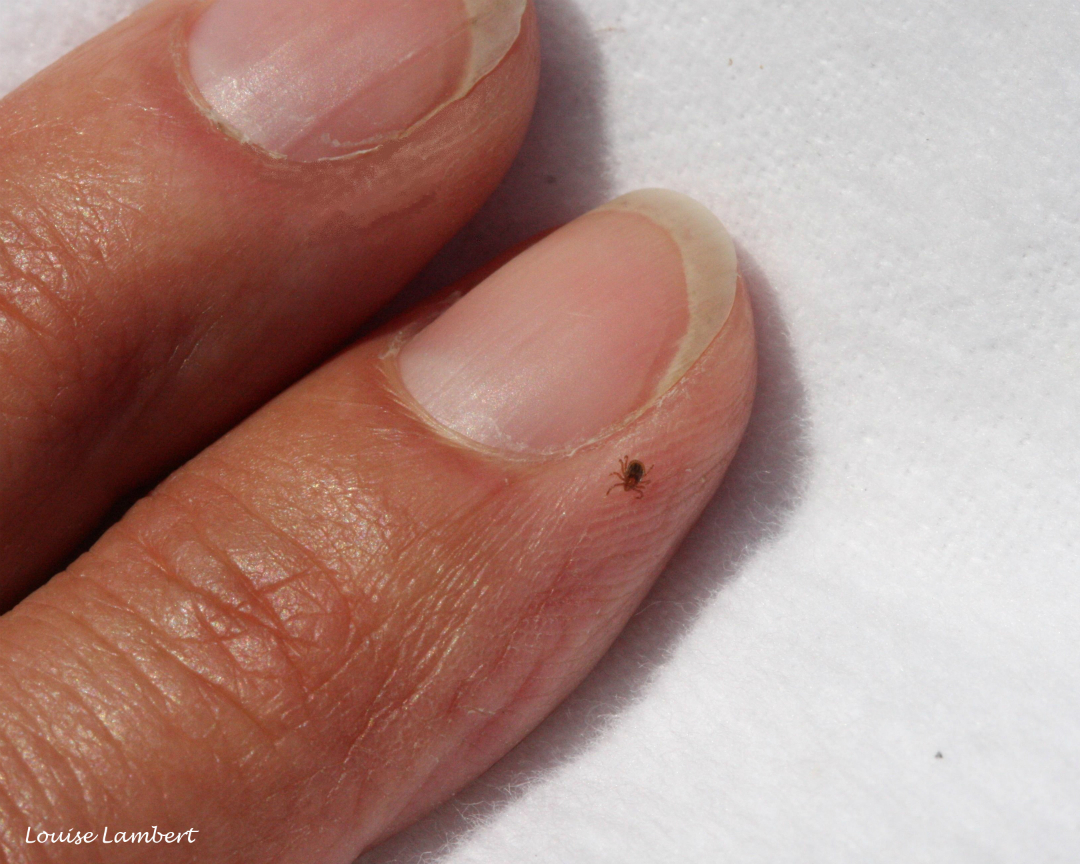 Plus de 100 personnes ont contracté la maladie de Lyme en 2017 en Montéégie