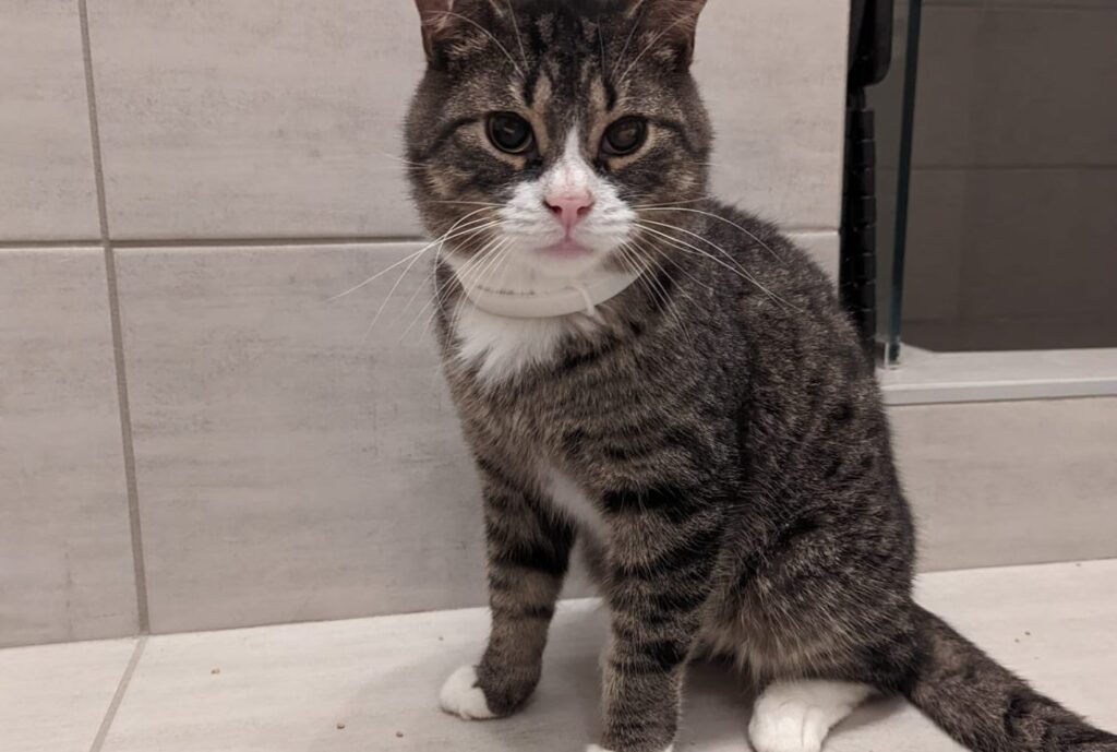 Tombouctou cherche une famille d’accueil