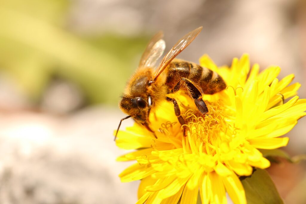Boucherville invite les citoyens à ne pas tondre leur gazon en mai