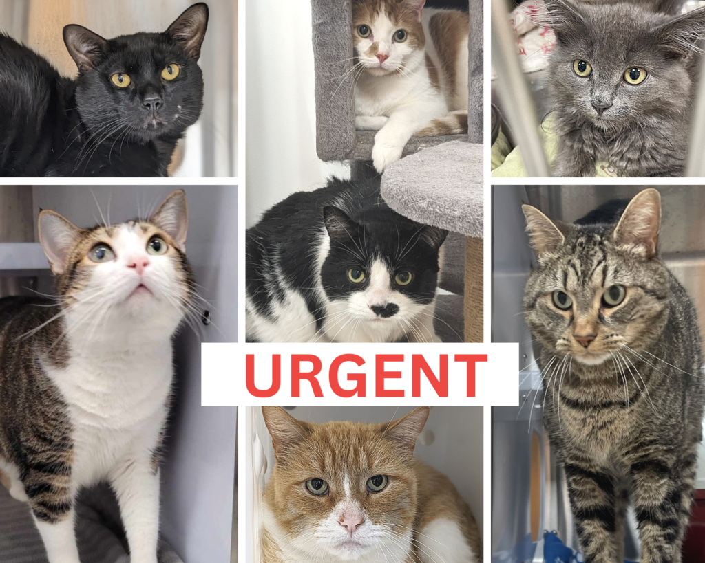 De nombreux chats chez Proanima se cherchent une famille