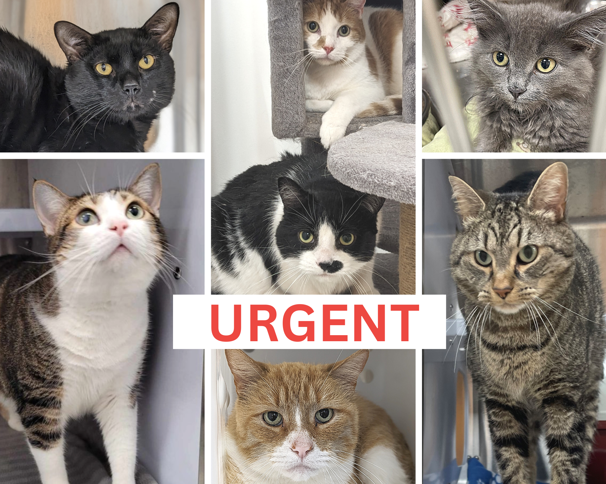 De nombreux chats chez Proanima se cherchent une famille
