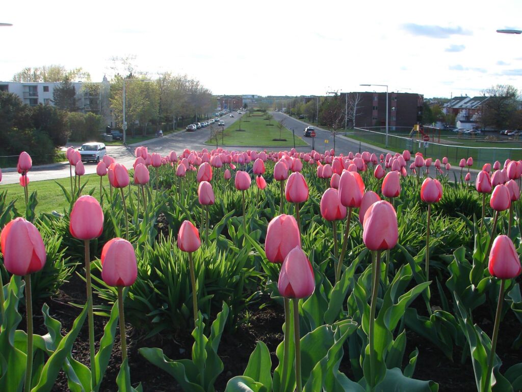 Rapport financier: 300 000 $ pour soutenir les projets de logements sociaux à Sainte-Julie