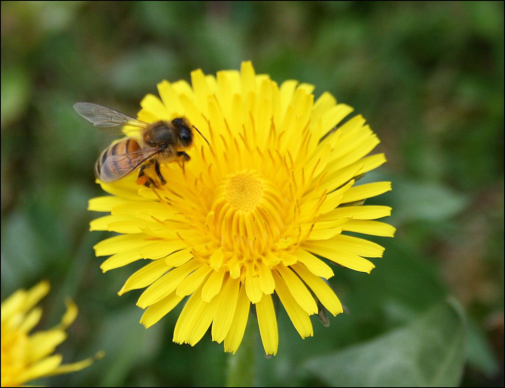 Selon des experts: des fleurs nectarifères plutôt que les pissenlits