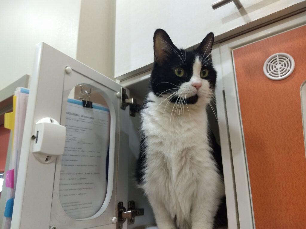 Promotion d’urgence en raison du nombre alarmant d’abandons : 48 chats adoptés en une seule fin de semaine