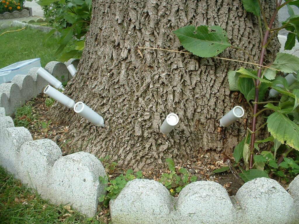 Agrile du frêne : la Ville reconduit le programme d’aide