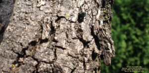 Sainte-Julie procèdera à l&rsquo;abattage de 70 frênes