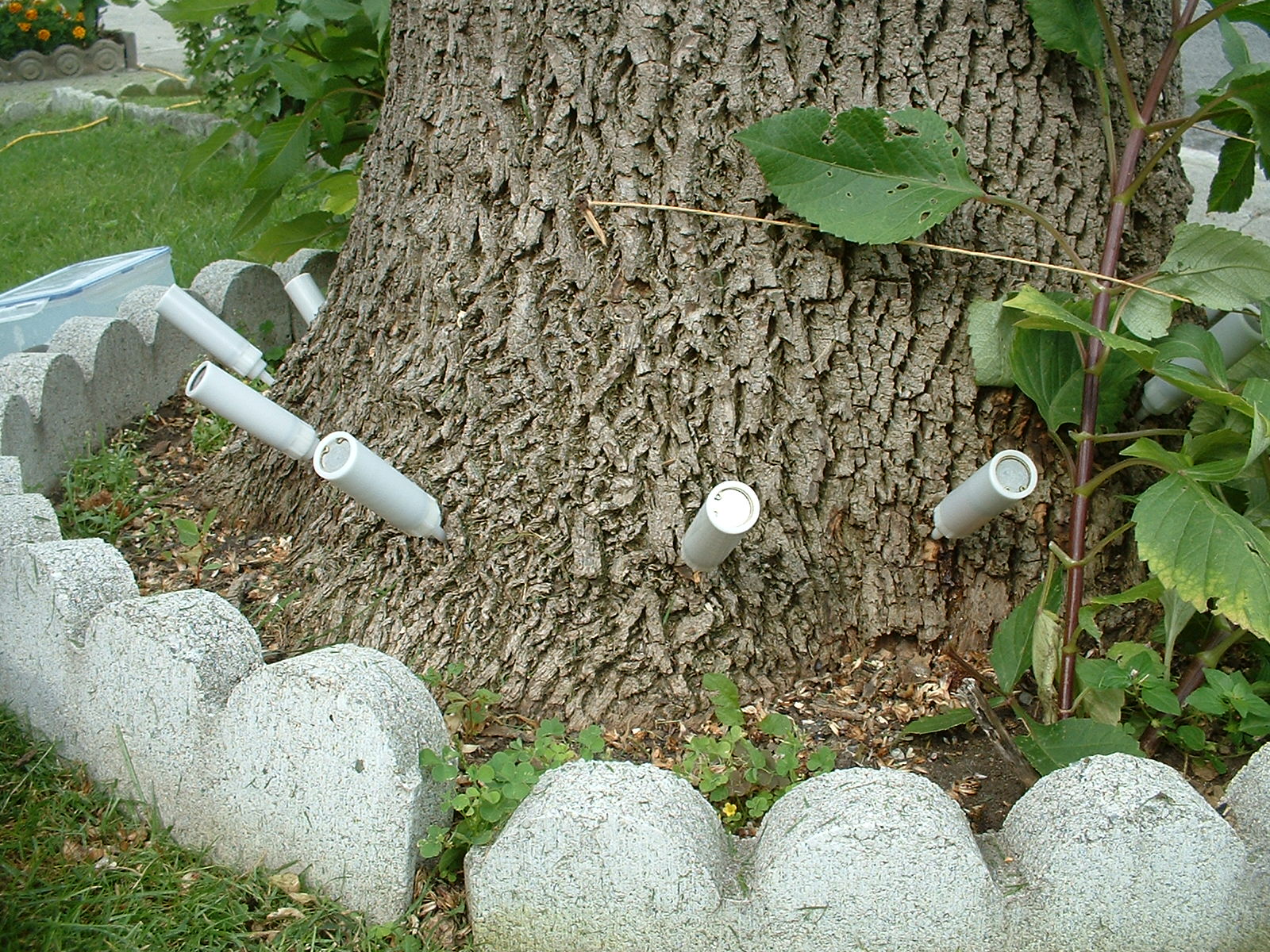 Programme d’aide aux citoyens de Boucherville pour le traitement des frênes