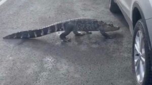 Une fillette de 4 ans aurait été légèrement blessée par un alligator à Sainte-Julie