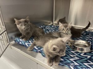 Feux de forêt : Proanima accueille les animaux de la SPCA Abitibi Ouest de La Sarre